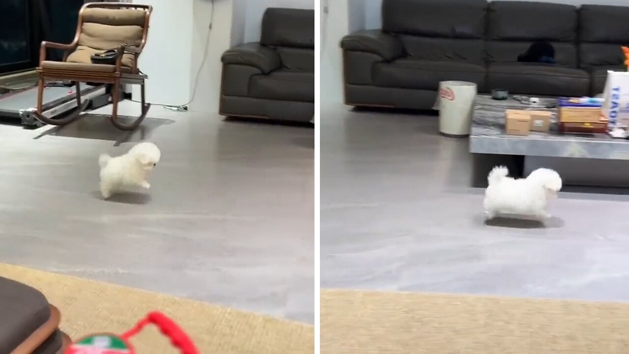 Puppy Imitates Bunny With The Tiniest Hops