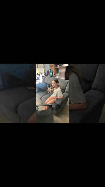 Shop cat chronicles… shop cat likes my daughter too #shopcat #shorts