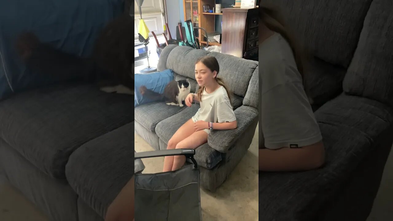 Shop cat chronicles… shop cat likes my daughter too #shopcat #shorts