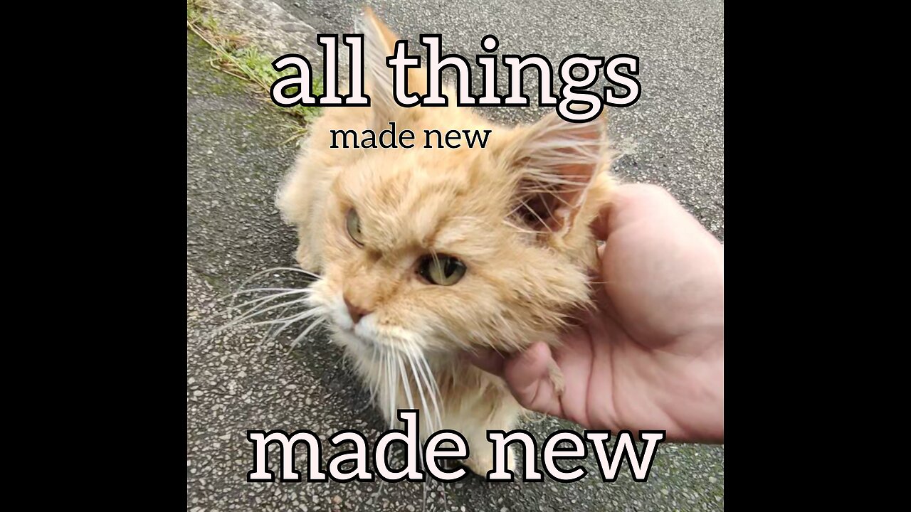 Catnip, MEDBEDS & All Things Made New.