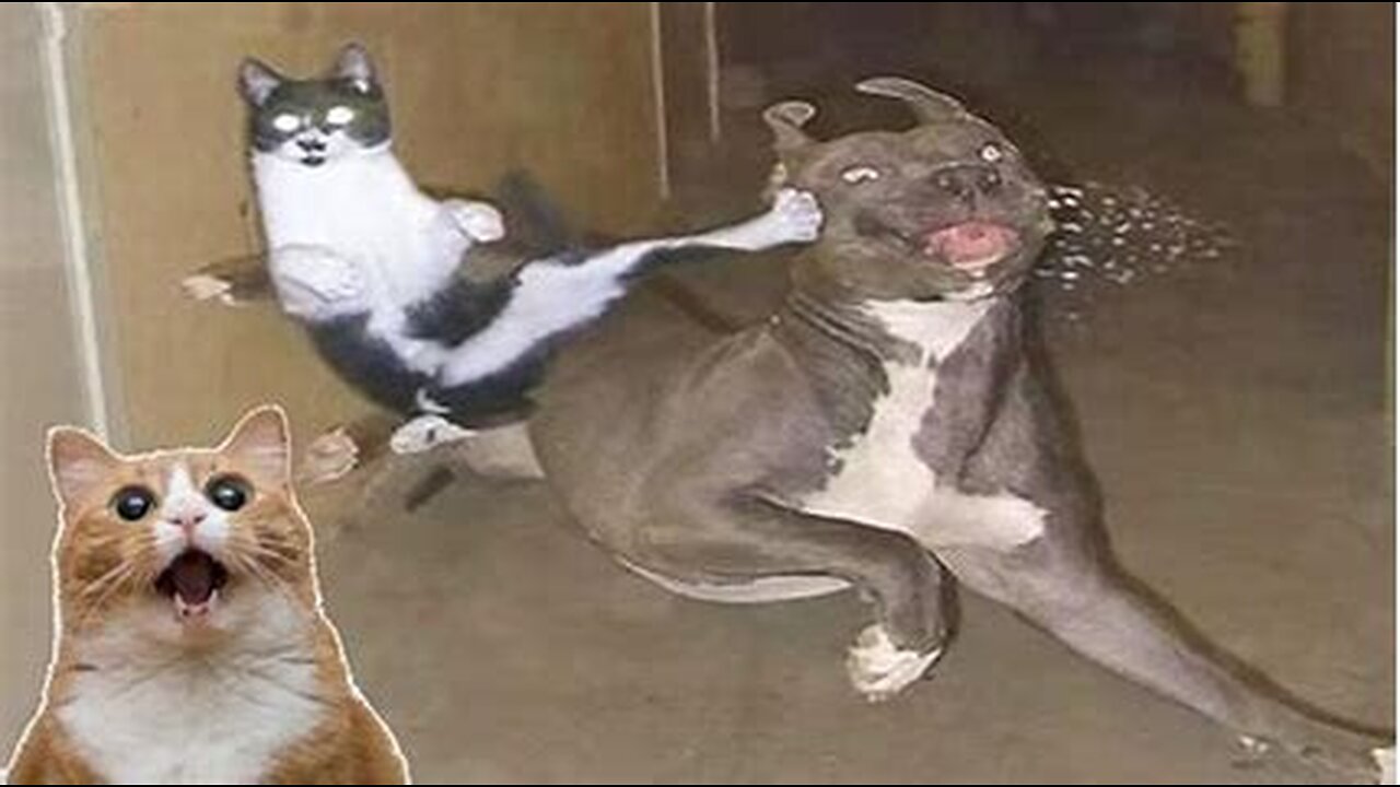 Compilation Funny animals - Funny cats / dogs - Funny animal videos part 3 4K