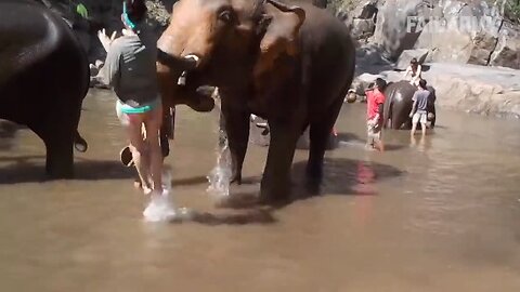 elephant hit the human