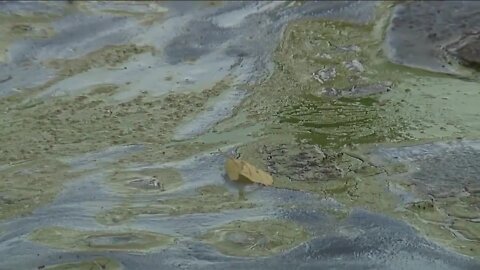 A dozen conservation groups say Florida has fallen short on Blue-Green Algae Task Force recommendations