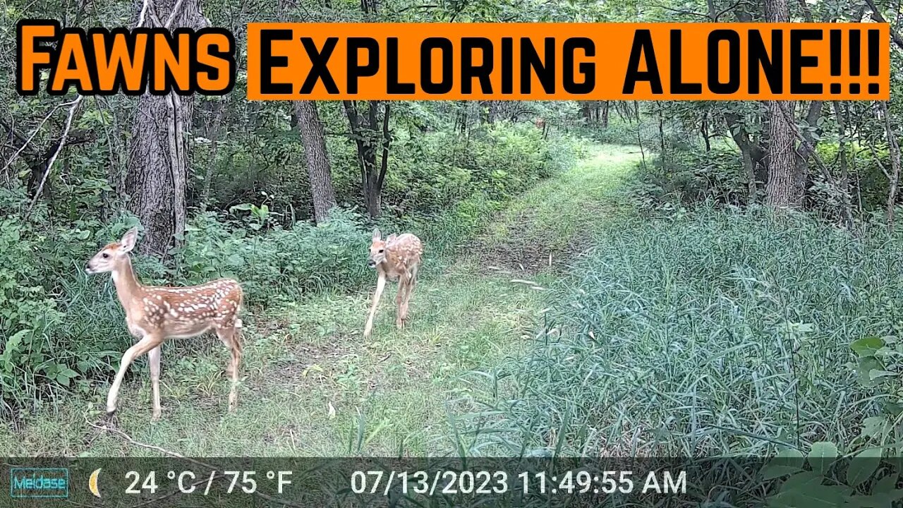 Brave FAWNS Venturing Out ALONE!!!