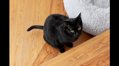 Cat keeps staring at a otter as it eats its food.