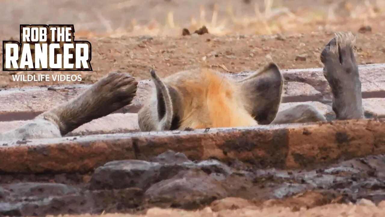 Hyenas And Jackal Visit A Water Trough | Kruger National Park