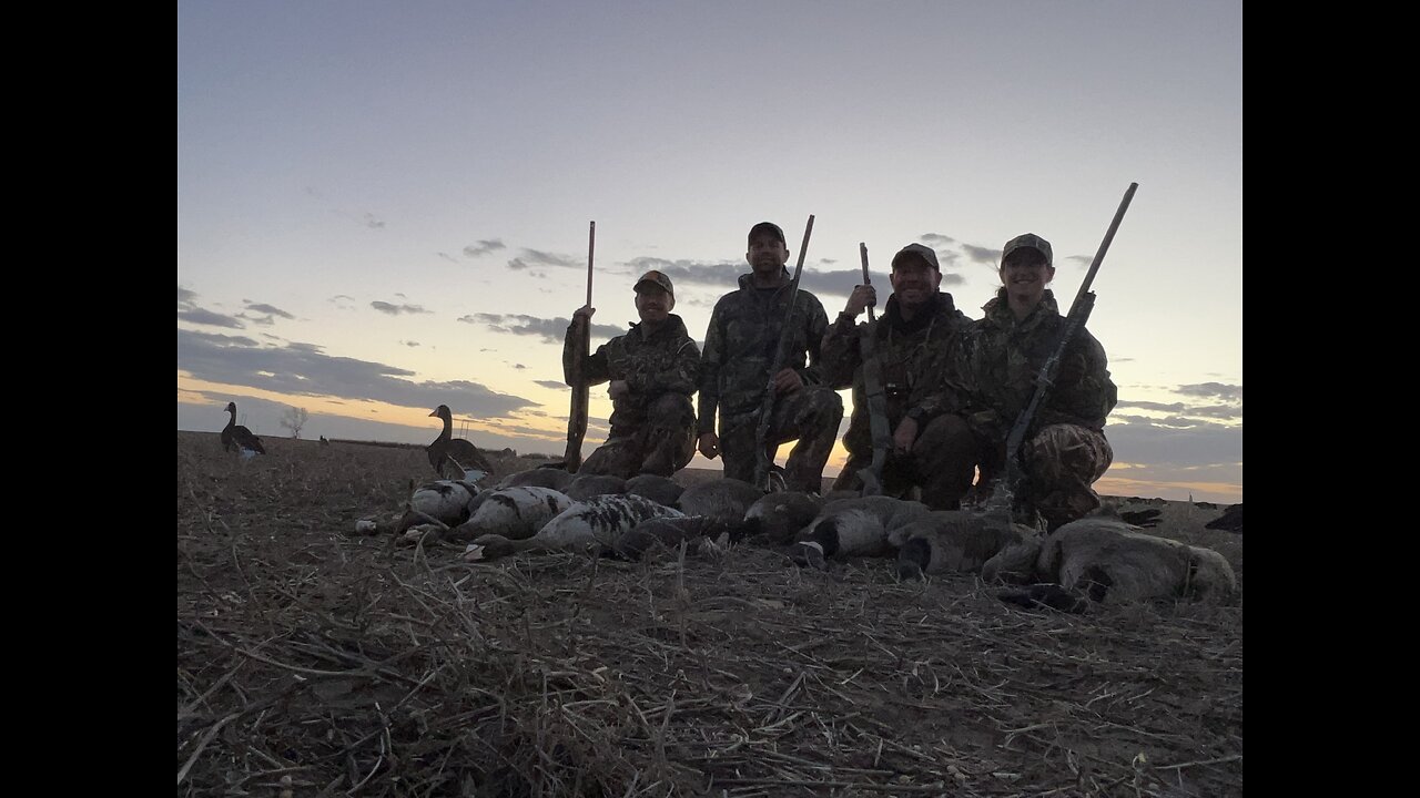 Goose hunt in the Peas