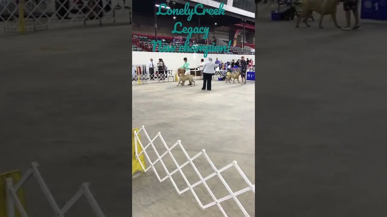LonelyCreek Legacy New Champion! #bullmastiff