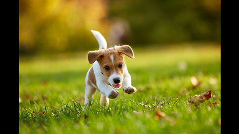 cute animals