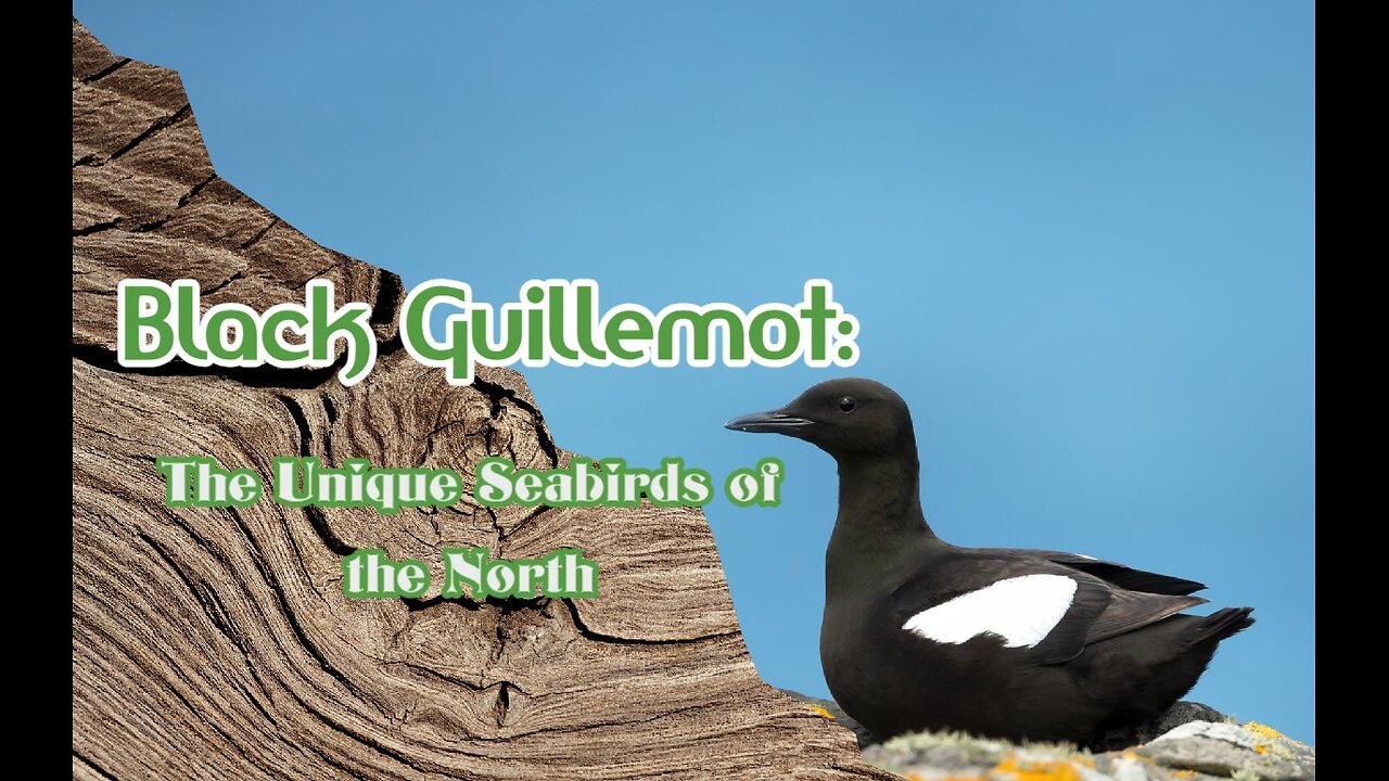 Black Guillemot: The Unique Seabirds of the North