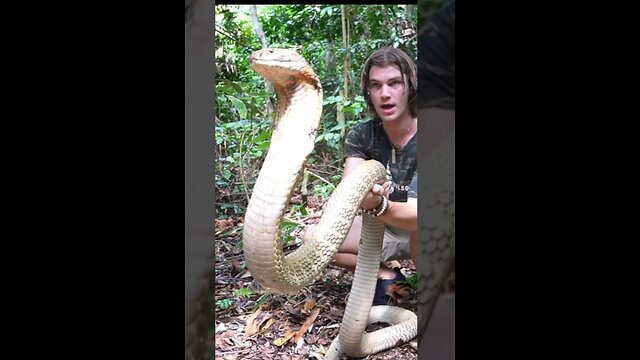 Biggest King Kobra Snake in the World 😱❗