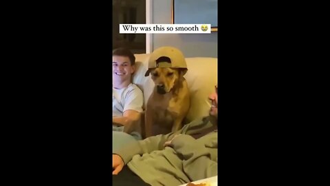 Dog Flips Cap