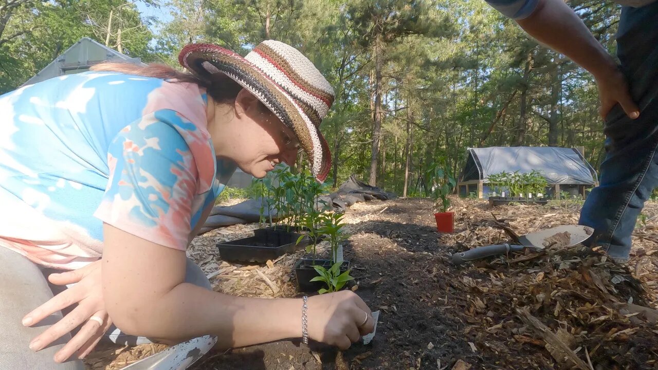 This is the MOST TOMATOES we have EVER planted! Day TWO of maters | PLUS peppers