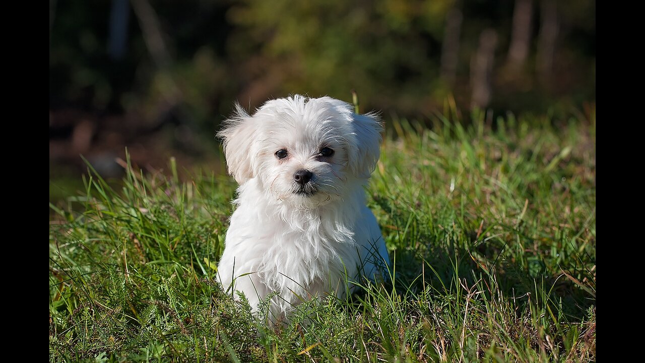 Funny Dog Puppies