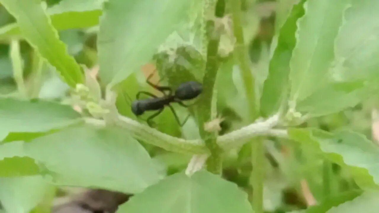 Amazing Animals world | life of Ants #animals #animalsworld