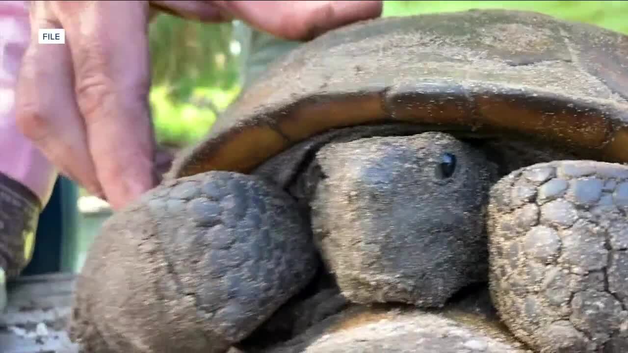 Survey Reveals Loss of Gopher Tortoise Burrows from Hurricane Ian on Sanibel