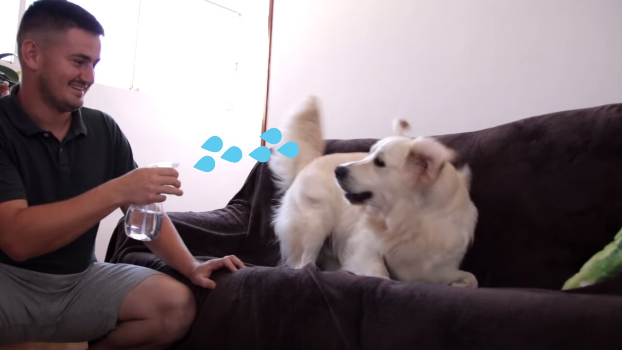 Funny Dog Reaction to Water Sprayer [BEST REACTION EVER]