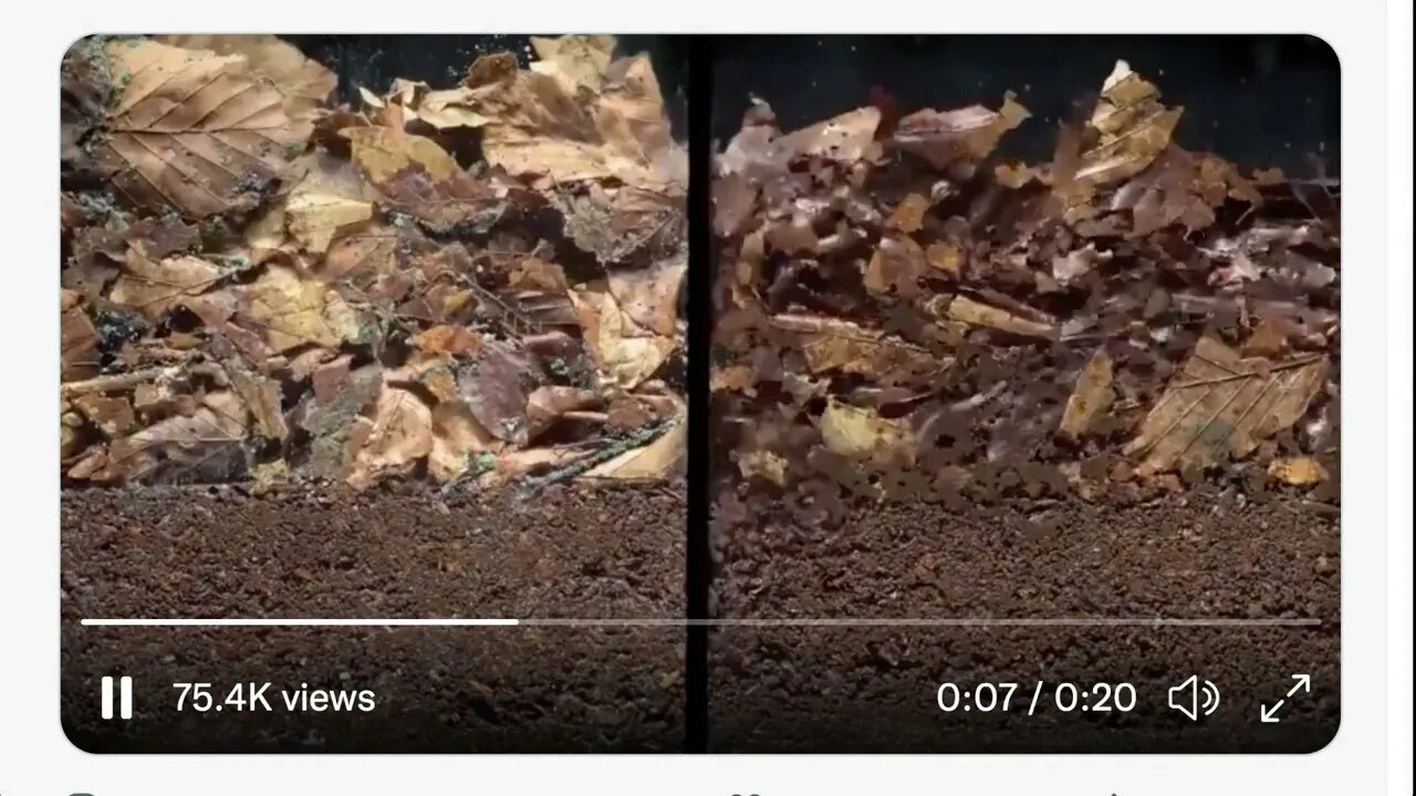 土壤動物群對自然界養分循環的影響