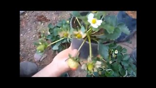 Novas frutiferas produzindo em vaso romã morango abricó oiti orquídeas rosa do deserto...