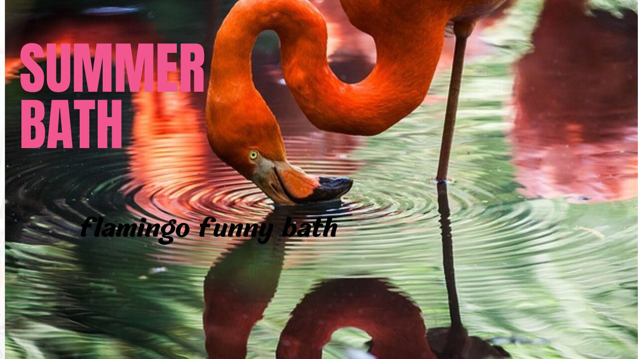 Flamingo Chick Summer Bath