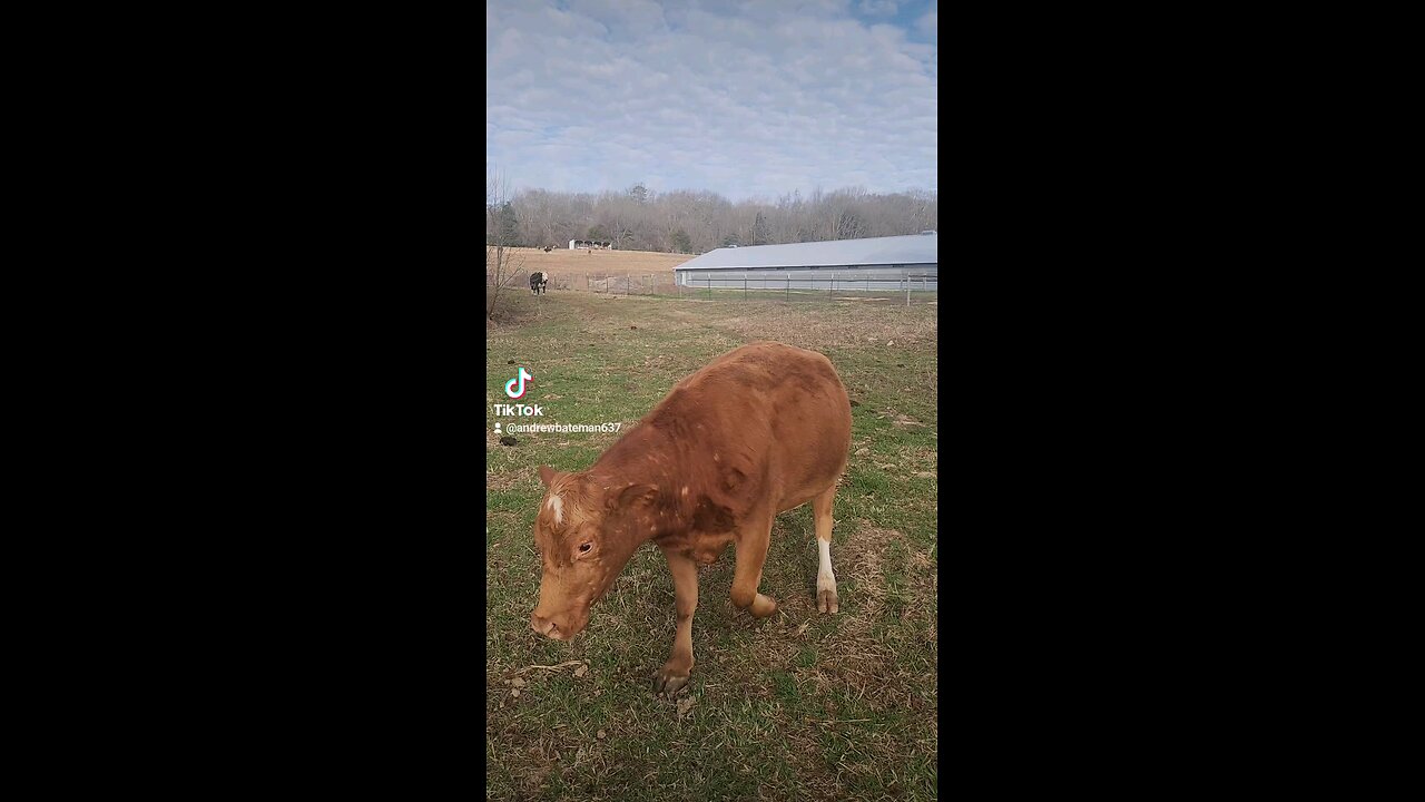 Happy cows and calves.