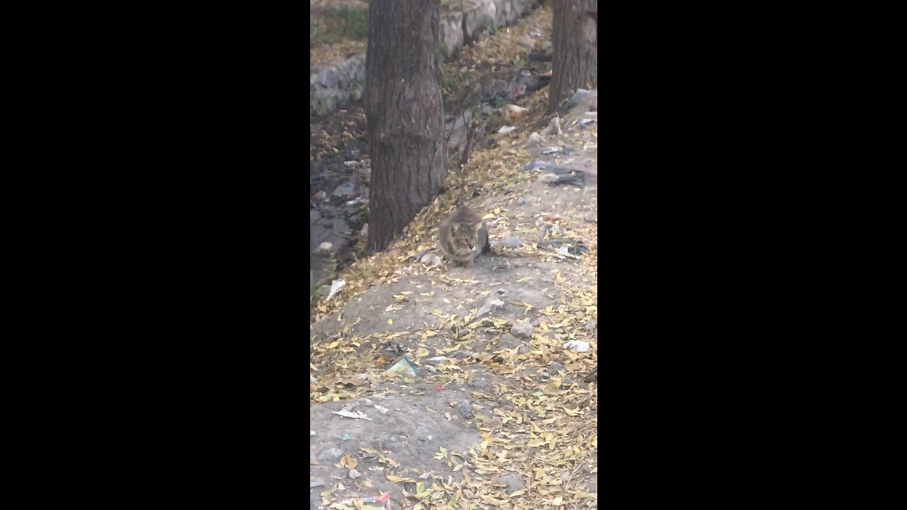 Camouflaged Cat Hides from Dog