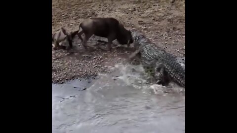 Top 10 Most Extreme Animal Attacks Caught on Camera - Crocodile, Lion, Buffalo, Elephants, Hyenas