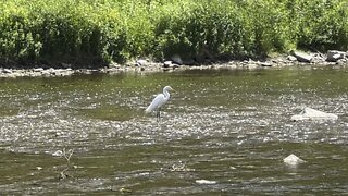 Great White Egret fishing