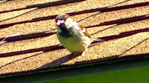 IECV NV #554 - 👀 Male House Sparrow Waiting To Feed Babies 5-12-2018