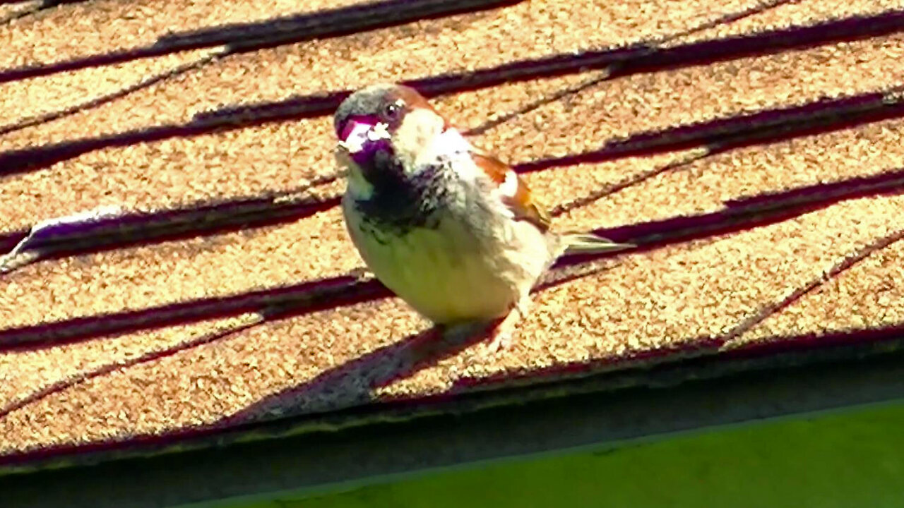 IECV NV #554 - 👀 Male House Sparrow Waiting To Feed Babies 5-12-2018