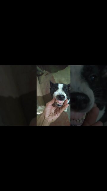 Dog laughing 🤣🤣🤣 | Funny Dog Hilarious Momment #shorts #youtubeshorts #puppy #dogs #comedyshort