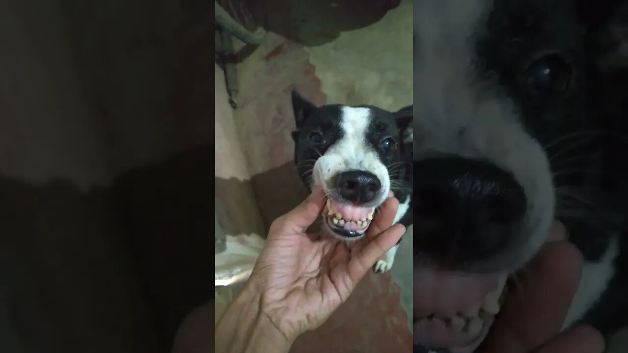 Dog laughing 🤣🤣🤣 | Funny Dog Hilarious Momment #shorts #youtubeshorts #puppy #dogs #comedyshort