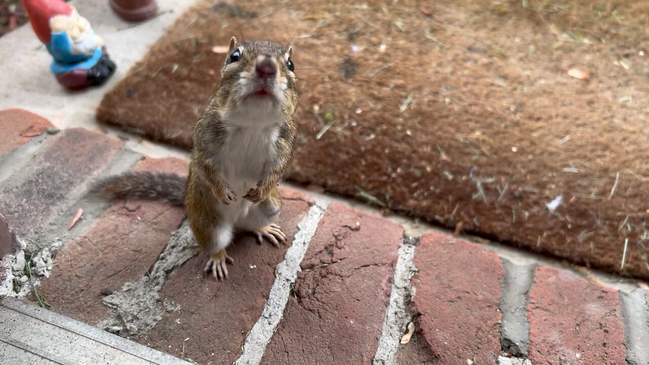 Chipmunk stands for almonds