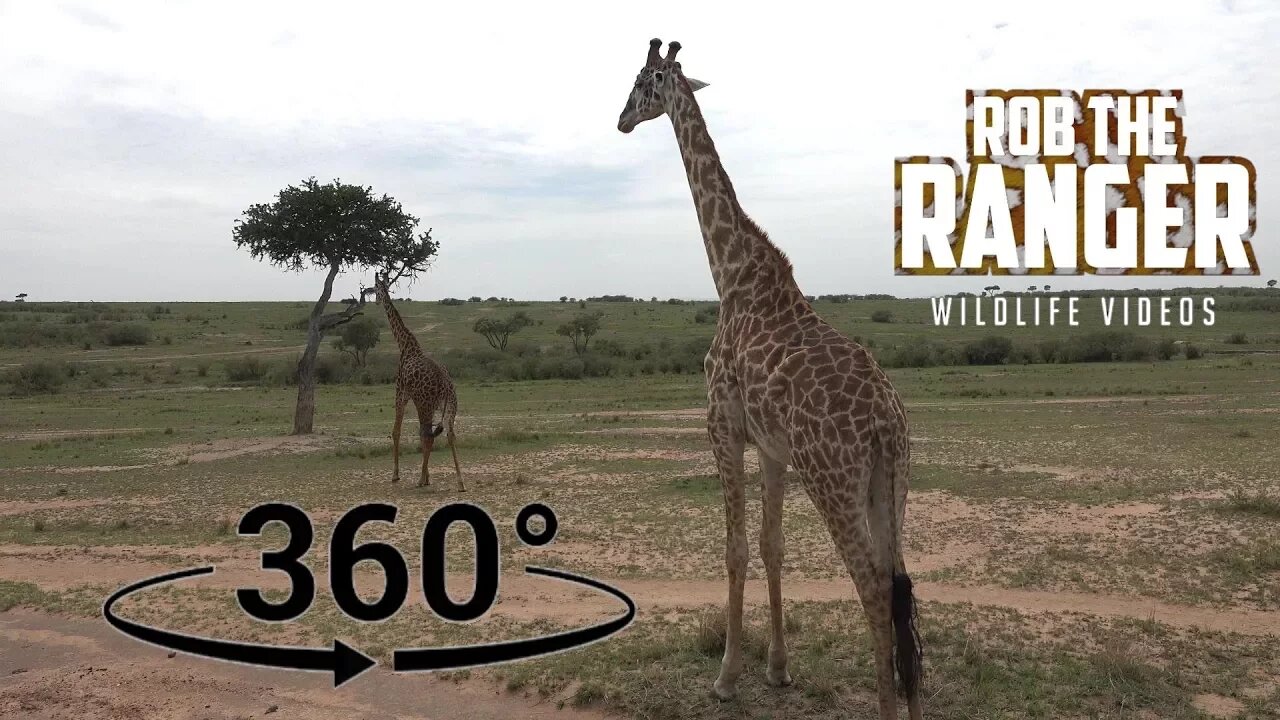 Iconic Africa | Maasai Giraffe And Buffalo (In 360° VR) | Zebra Plains