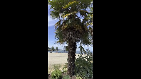Beach Ave Walks 🌴 🏔️ 🌴