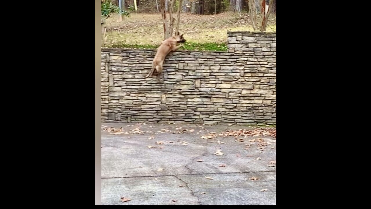 Belgian Malinois almost scales 6ft rock wall and lands like a cat.