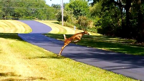 Incredible Deer Jumps!