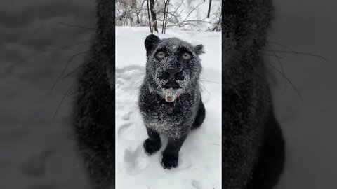 Black Snow Panther