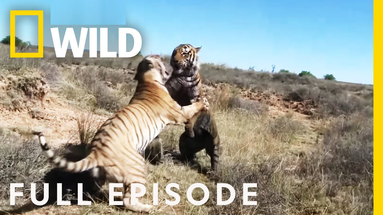 War of the Carnivores (Full Episode) | World's Deadliest