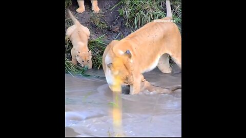 World Animal life