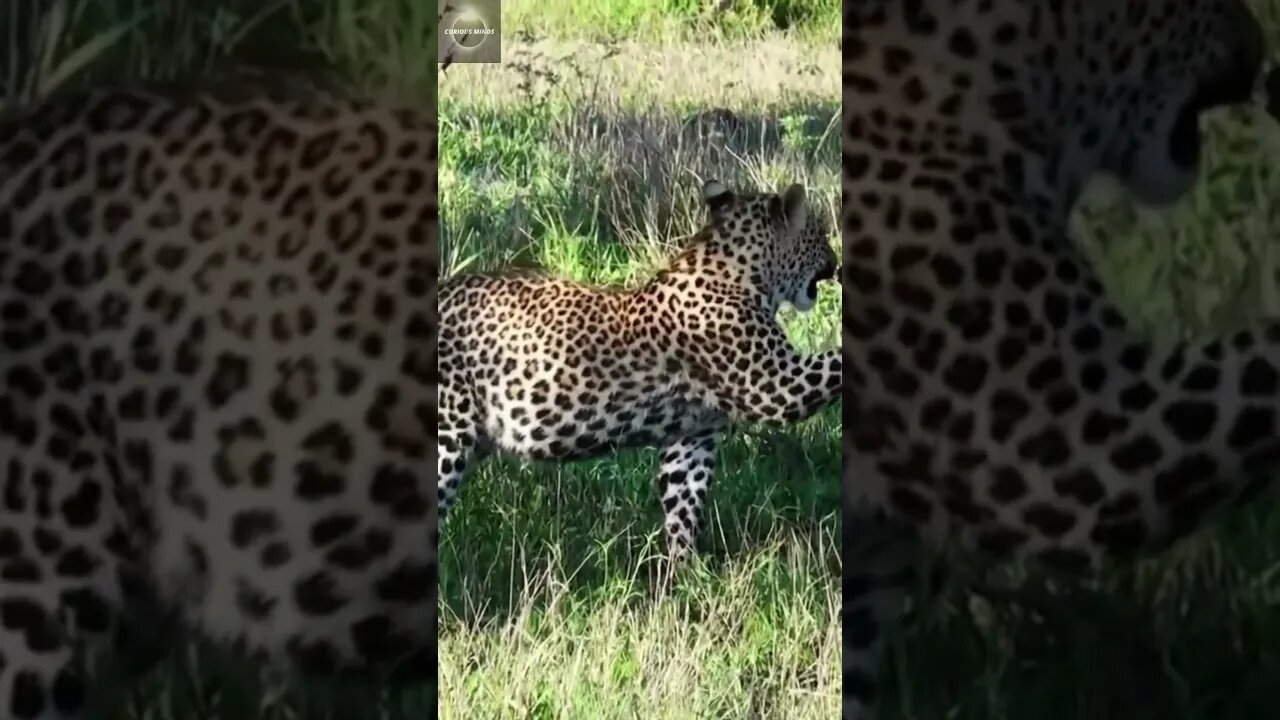 #shorts, #animal, #animals, #animalfacts, #animalshorts, #nature, #wildlife, #wildlifeanimals