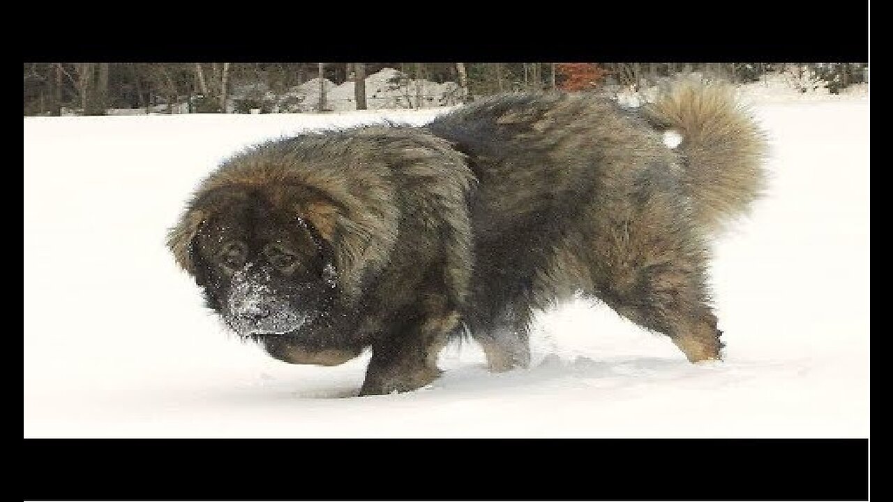 Caucasian Shepherd Brutal Russian Bear Dog