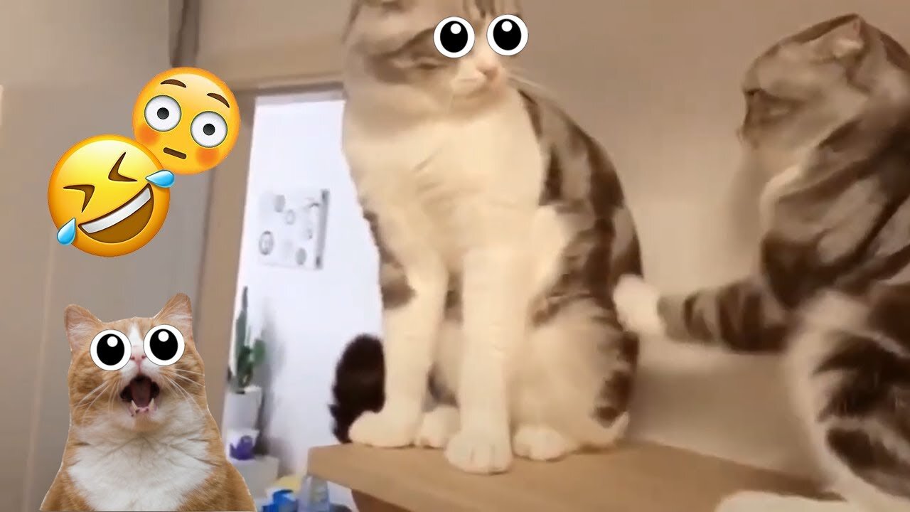 Cats funny video