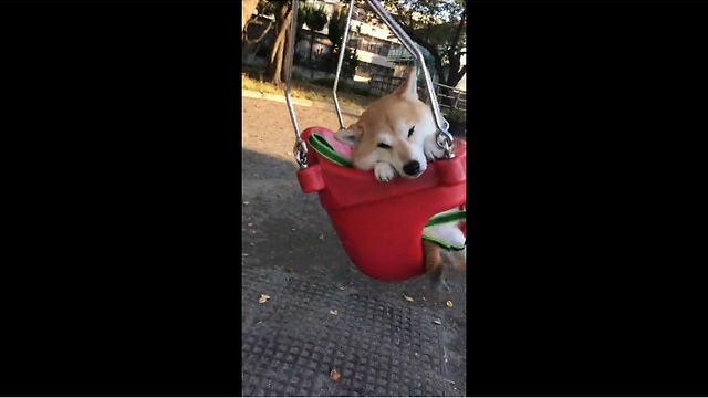 Japanese dog super relaxed during swing ride