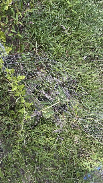 Aren’t Things Cute As Babies? 🍉 #chamberlinfamilyfarms #watermelon #gardening #farm