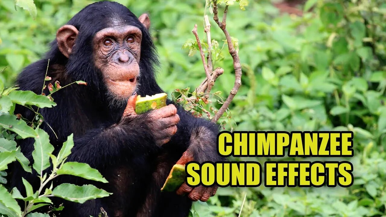 Chimpanzee Sounds 🦧 What Do Chimps REALLY Sound Like?