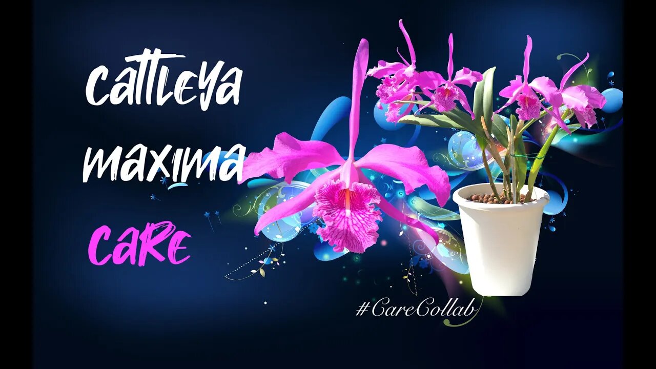 CATTLEYA MAXIMA CARE | SELF-WATERING | LECA | #CareCollab