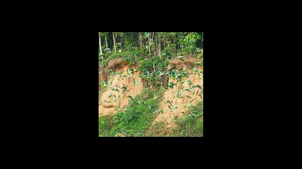 Parrots 🦜 collecting minerals rich soil food for young One