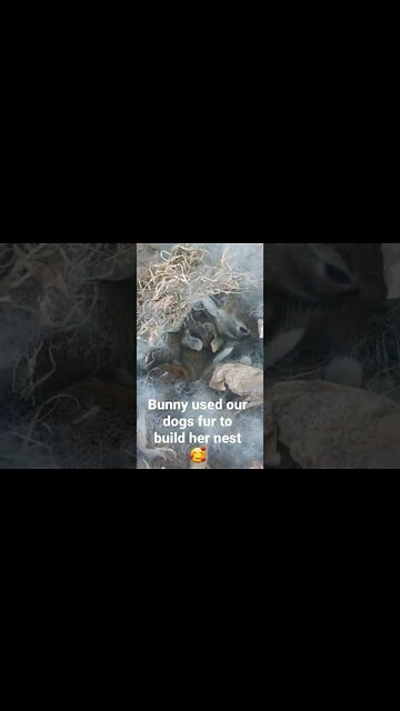 Baby Bunnies In Our Backyard #shorts