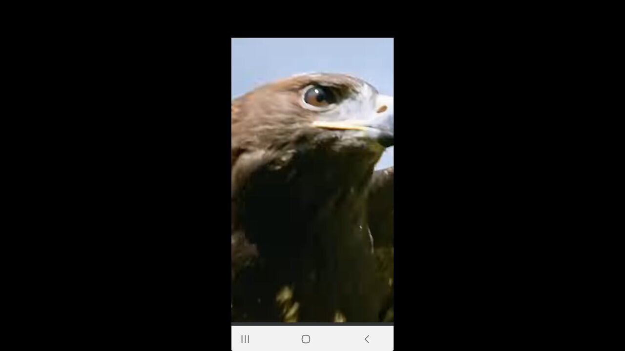 Eagle atttack video